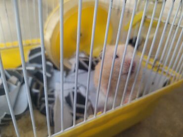qefes satisi: Hamster erkek qəfəs+ ev+ su qabı+fırlanan oyuncaq. cəmi 27 vatsapla