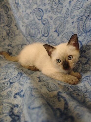 Mačke: Dostupno sijamsko mače muškog pola, naviknuto na kućne uslove, naučeno — 7