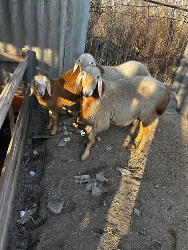 Бараны, овцы: Продаю | Ягненок, Баран (самец) | Арашан | Для разведения — 9