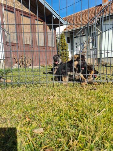Psi: Odgajivacnica Nemackih Ovcara Winner Line iz Kraljeva predstavlja — 9