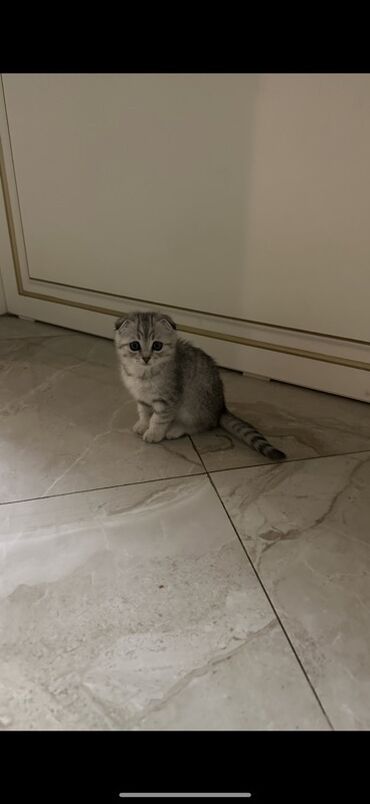 стрижка кошек с выездом на дом: Скотиш Фолд (Шотландская вислоухая), 3 месяца, Девочка, Серый, Приучена к лотку