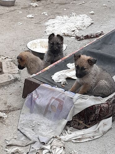 охотничьи щенки: Продаю щенков овчарки. Мама бельгийская овчарка, папа немец. 1.5