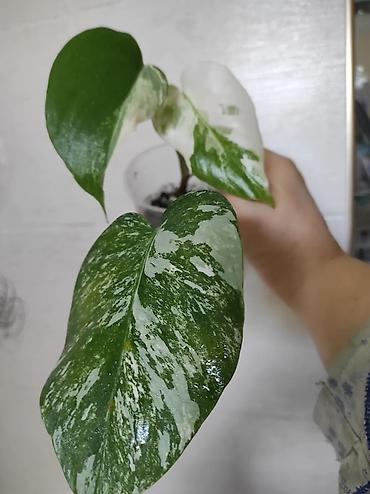 Монстеры: Монстера Альба Монстера Тайское Созвездие, черенки и взрослые цены — 4