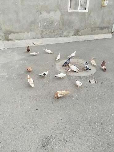 goyərcin yuvalari: Təcili satılır 23 quş 140 manat gəncə — 2