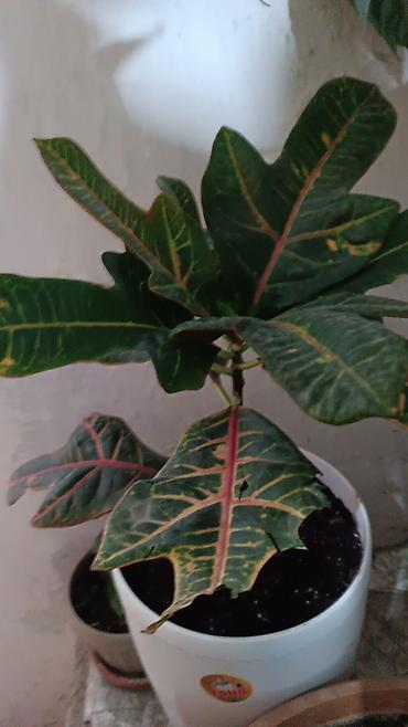 Другие комнатные растения: Комнатные растения — коллекция 1) Боугиенвиллия (Bougainvillea) - — 14