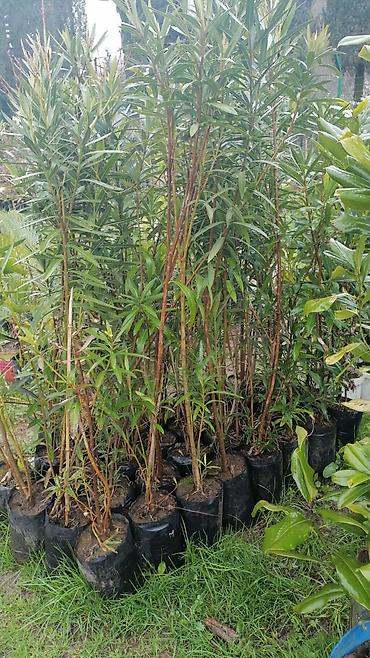 orxideya gulunun qiyməti: Bitki: Nerium oleander (zakkum) fidanları – torflu plastik kisələrdə — 1