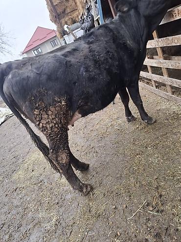Коровы, быки: Продаю | Корова (самка), Тёлка — 8