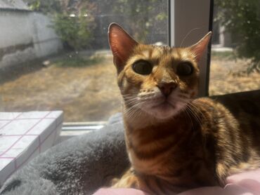 скоттиш фолд шотландская вислоухая кошка: Только для ответственных людей! Бенгальская кошка. Она очень