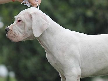 Psi: Leglo dogo argentino štenaca Sa ponosom predstavljamo vrhunsko leglo — 9