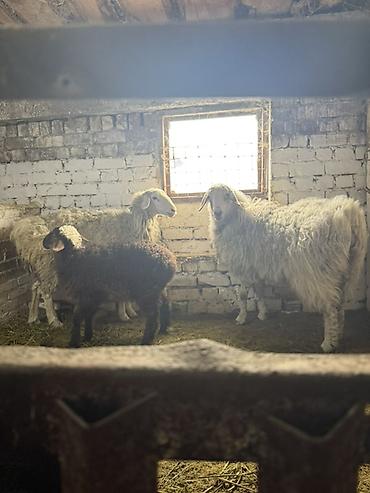 Баран, овца: Продаю | Овца (самка) | На забой, Для разведения | Матка — 6