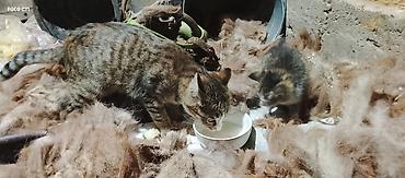 британская кошка бишкек: Кошка домашняя, короткошёрстная, табби-окраса с белыми отметинами — 3