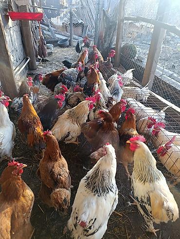 Птицы: Петухи большие — 4