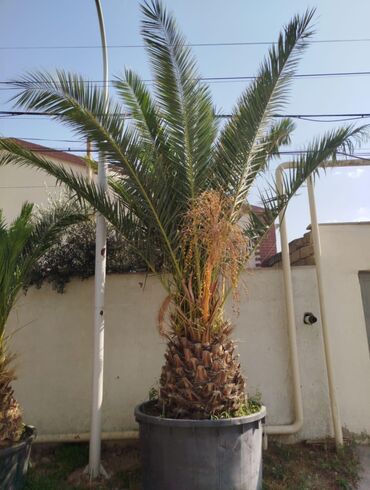 xurma agaci qiymeti: ❇️Finik palama satilir Boyuk 1tonluq qabda balaca 500ltrliq qabda