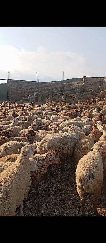 kirpi eti satışı: Quzu kəsimi və təmizlənmiş ət - Yerli təsərrüfatda yetişdirilən — 5