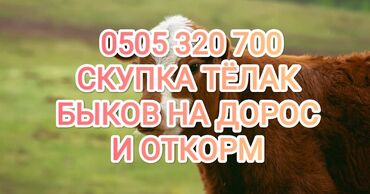 швиц быки: Куплю | Лошади, кони, Коровы, быки | На откорм, Откормленные