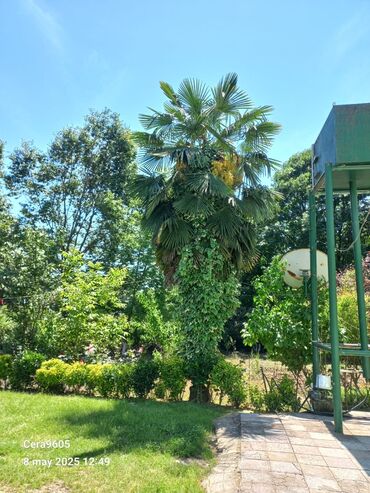 nar soku çəkən: Wasinqton palma ağacı 7 metir hundurluyunde satılır istəyən əlaqə