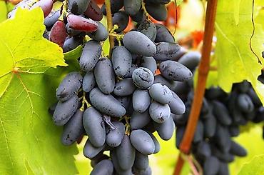 Виноград: Годовалые саженцы винограда. Цена от 200 до 300 сом. Черенки по 50 — 7