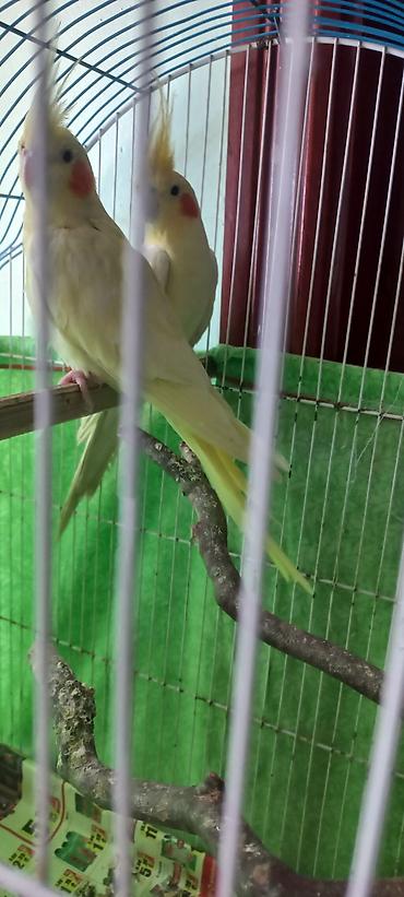 Tutuquşları: Salam Erkek Satilir Tam cute hazir Yas yarimliq.Disi uctu deye tek — 9