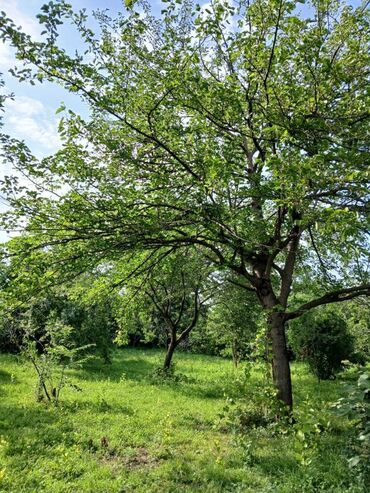 zigda torpaq satisi: 68 sot, Tikinti, Maklerlər narahat etməsin, Kupça (Çıxarış)