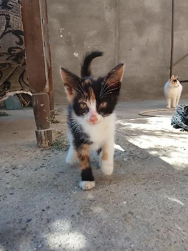 pişik satılır lalafo: Dişi ev pişiyi.Qum tərbiyəsi var,hər şey yeyir.Baladır.Ödənişsiz — 1