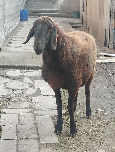 Баран, овца: Продаю | Овца (самка) | Для разведения | Матка — 8