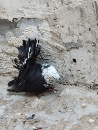 Göyərçinlər: Salam aleykum.Pavlin göyərçinləri satılır.Pavlinlərin sağlamlığına — 15