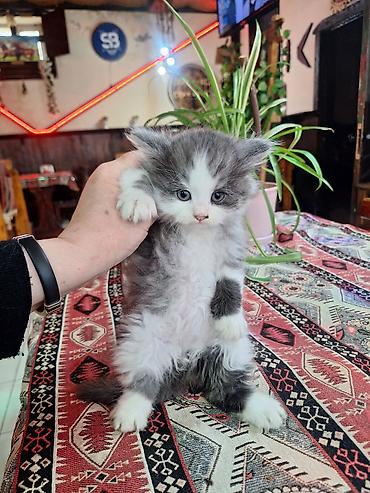 Pişiklər: Şinşilla, Dişi, Erkək — 9