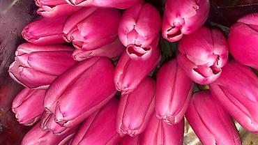 Букеты из живых цветов: Тюльпаны к 8 Марта — опт и розница. - Свежесрезанные тюльпаны разных — 13