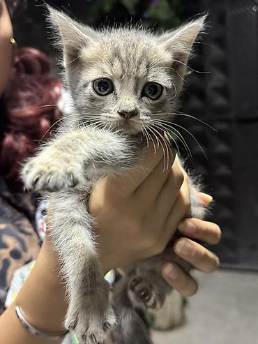 коты бишкек: Котята даром, помёт разноокрасочный. - Возраст: котята ещё маленькие — 1