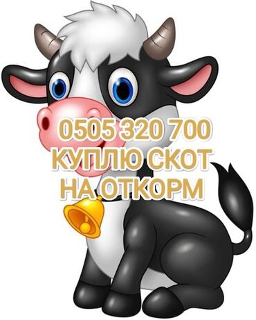 собака купить: Куплю | Коровы, быки | На откорм, Откормленные