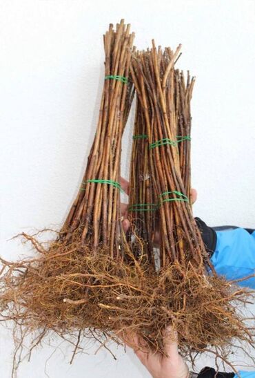 Semena i sadnice: Na prodaju sadnice maline stari Vilamet. Dugogodišnje porodično — 3