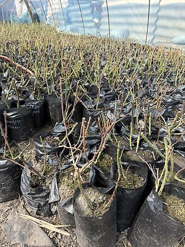 Роза: Саженцы — 9