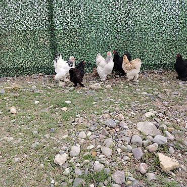 bala pişik ucuz: Toyuq, Brama, Damazlıq — 6