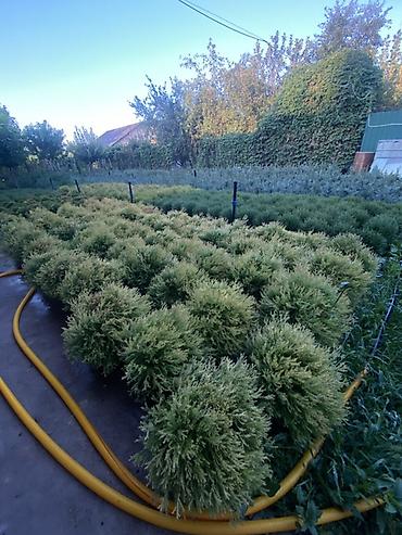 туя токмок: 🌿 Шаровидные туи в наличии! 🌿 Добавьте вашему участку аккуратный и — 3
