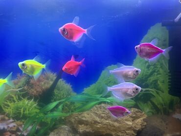 Balıqlar: Glofish, Sülhsevər, Ödənişli çatdırılma -da lalafo.az — 8 Balıqlar: Glofish, Sülhsevər, Ödənişli çatdırılma — 8