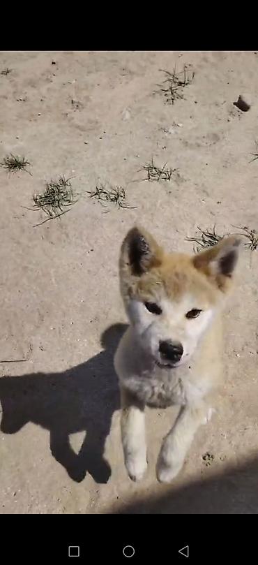 qurd basar iti: Akita-inu, Peyvəndli — 6