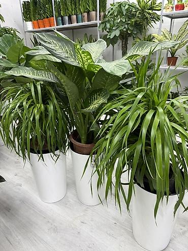 куплю цветы домашние: Комнатные растения в горшках - Бальзамины (Impatiens) — компактные — 6