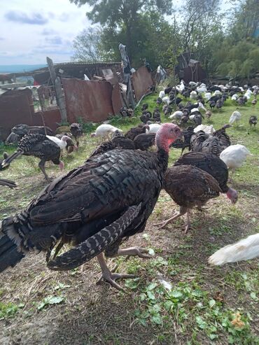 Hinduşka: Məhsul: Təbii şəraitdə bəslənən hinduşkalar Təsvir: - Açıq otlaqda — 9