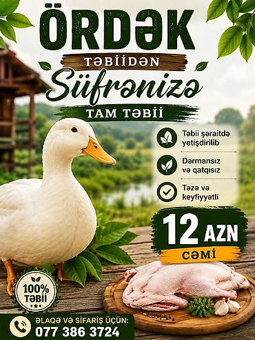 ördək əti qiyməti: Təmizlənməsi və ya dirisi satılır Ördək – tam təbii, təmiz və — 1