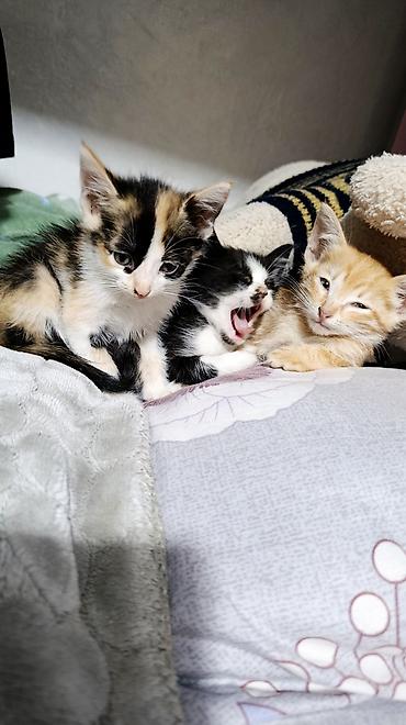 Котята, помёт из нескольких малышей разной окраски: - трёхцветные