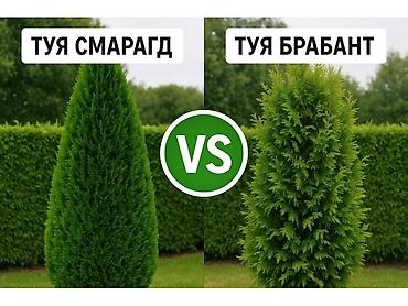 алма ыссык кол: Туи в горшке 2 литра. Смаракты, Брабанты, Вудварди. размеры 30 - 40см — 9