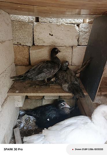 rottweiler balasi satilir: ,lal ördəklər dekarativ,çatdirilma var — 3