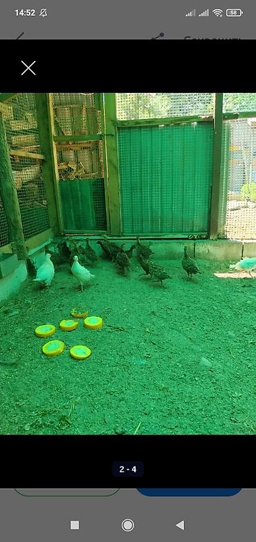 А/ч жаныбарлары үчүн тоюттар: Продам молодых охотничьих и румынских фазанов — 3