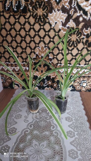 Хлорофитумы: Хлорофитумы. распродажа Хлорофитум - можно по праву назвать — 20