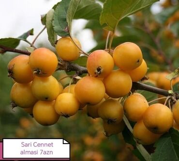 Şitillər: Məhsul: Bağ bitkiləri və meyvə fidanları seçimi - Hibiskus (Rose of — 6