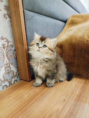 Pişiklər: Britan — 7