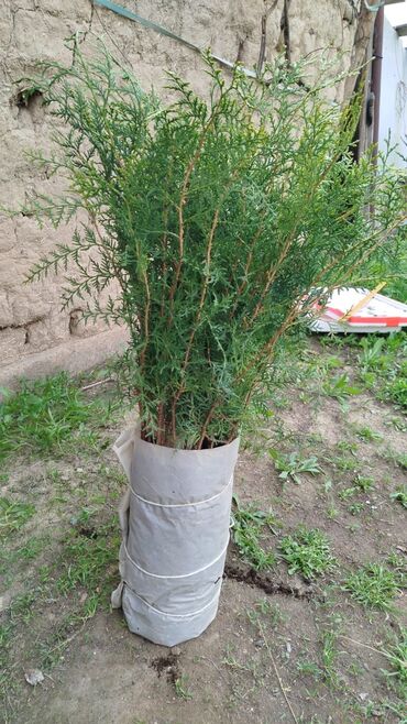 Декоративные деревья: Саженцы деревьев: Туи — 12