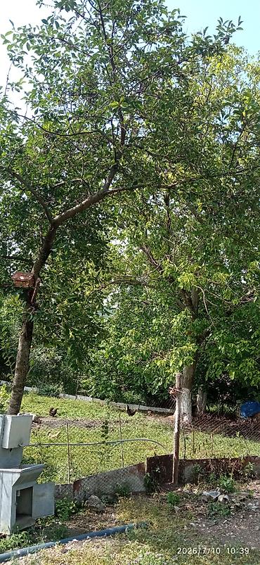 Həyət evləri və villaların satışı: 3 otaqlı, 26 kv. m, Orta təmir -da lalafo.az — 26 Həyət evləri və villaların satışı: 3 otaqlı, 26 kv. m, Orta təmir — 26