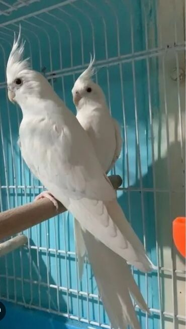 danişan quş: Yanaqsiz korella 3 eded bala vermiw hazir cutdu