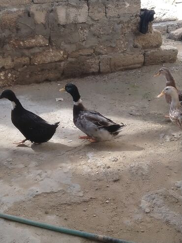 Ördəklər: Salam hamıya dalaşan yaşılbaş çöl. ördəyi satıram istəyən buyursun -da lalafo.az — 7 Ördəklər: Salam hamıya dalaşan yaşılbaş çöl. ördəyi satıram istəyən buyursun — 7